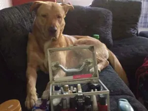 Cachorro raça Mestiço de Labrador com Golden idade 7 a 11 meses nome Baruki