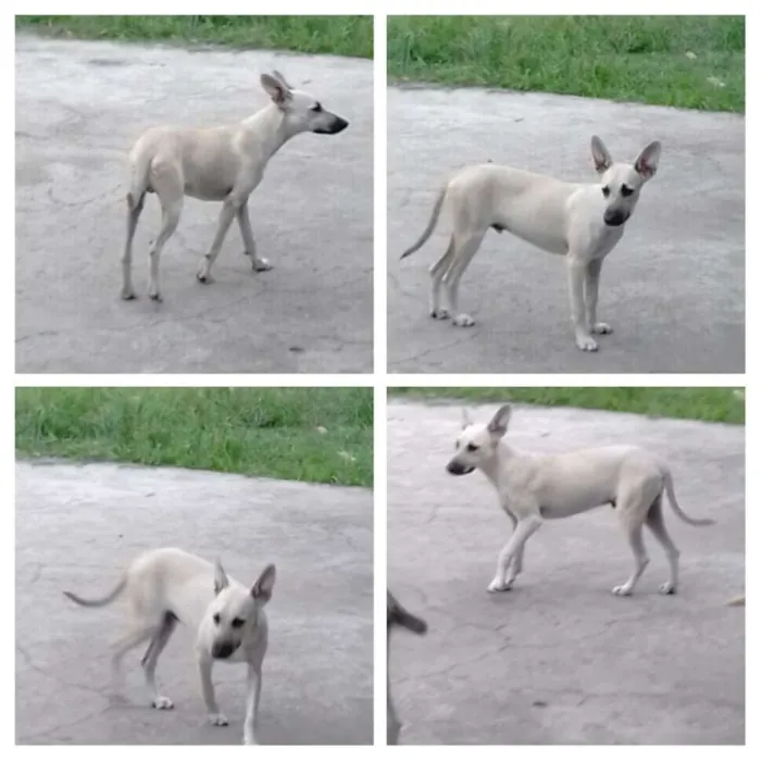 Cachorro ra a Viralata idade 2 a 6 meses nome Dumbo