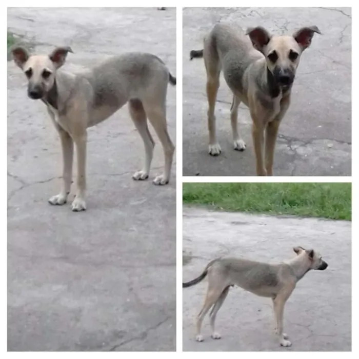 Cachorro ra a Viralata idade 2 a 6 meses nome Gray