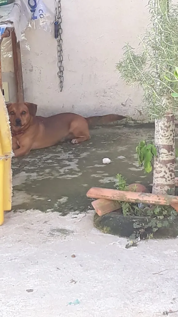 Cachorro ra a Virá lata idade 1 ano nome Snop