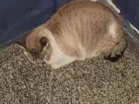 Gato ra a  idade 5 anos nome Menino