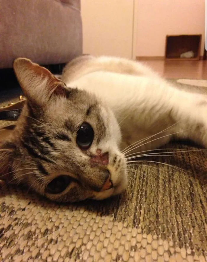 Gato ra a  idade 5 anos nome Menino