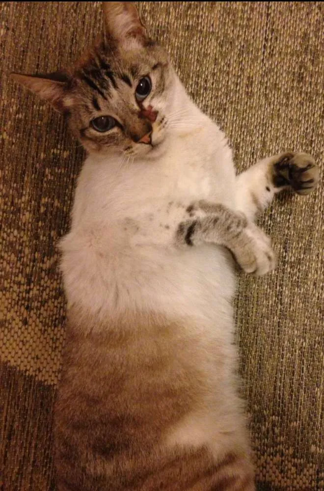 Gato ra a  idade 5 anos nome Menino