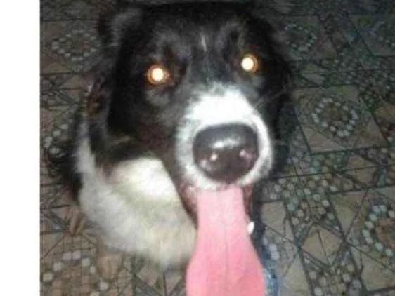 Cachorro ra a Border collie idade 2 anos nome Mel