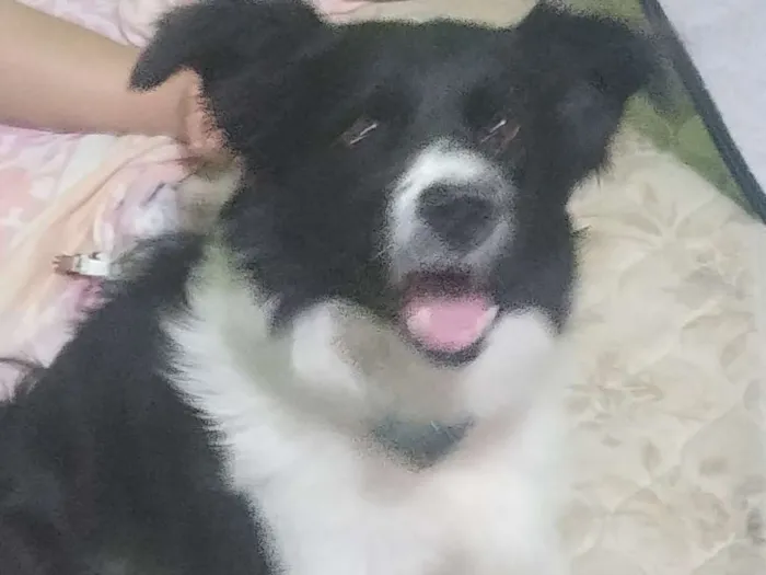 Cachorro ra a Border collie idade 2 anos nome Mel