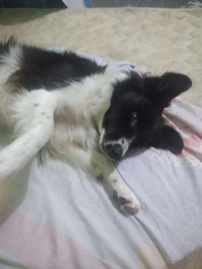 Cachorro ra a Border collie idade 2 anos nome Mel