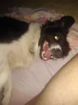 Mel