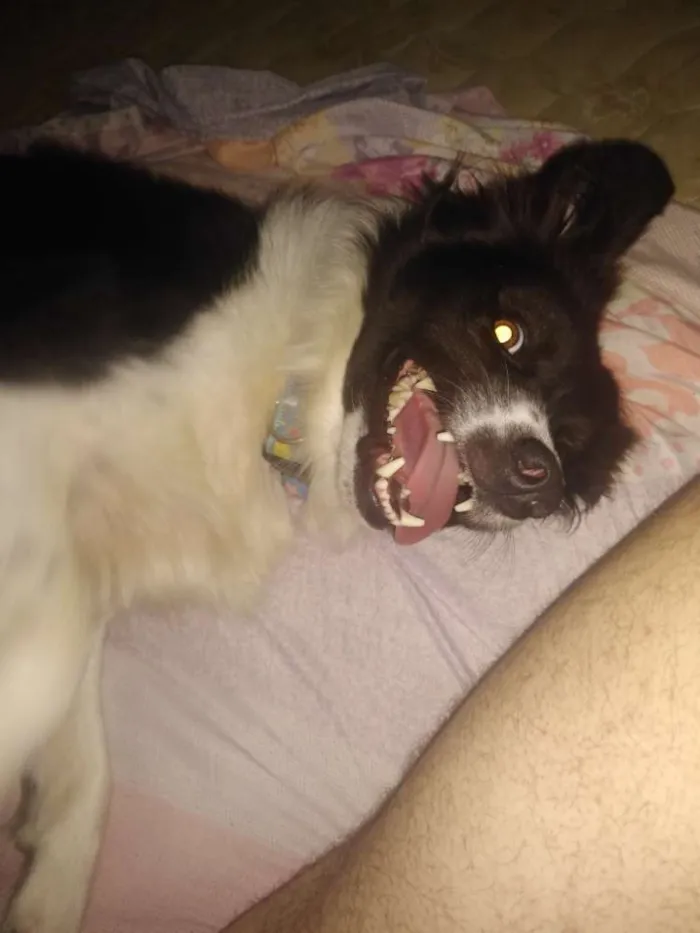Cachorro ra a Border collie idade 2 anos nome Mel