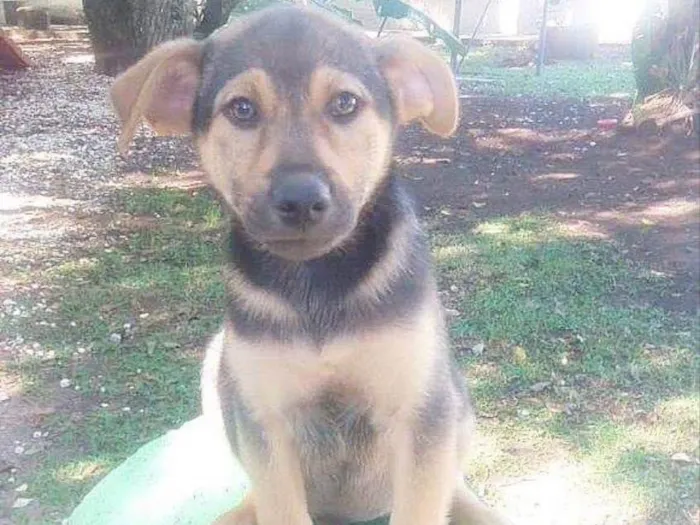 Cachorro ra a Srd idade 2 a 6 meses nome Athos