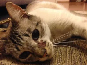 Gato raça  idade 5 anos nome Menino