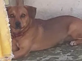 Cachorro ra a Virá lata idade 1 ano nome Snop