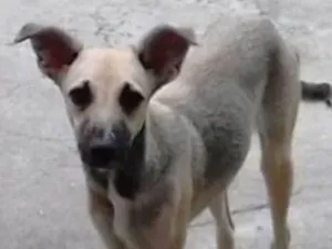 Cachorro raça Viralata idade 2 a 6 meses nome Gray