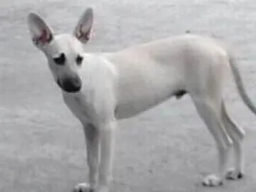 Cachorro ra a Viralata idade 2 a 6 meses nome Dumbo