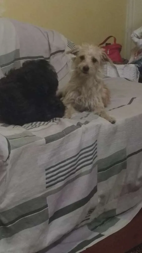 Cachorro ra a Vira lata idade 4 anos nome Negão