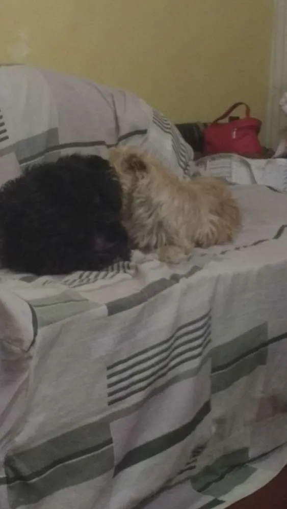 Cachorro ra a Vira lata idade 4 anos nome Negão