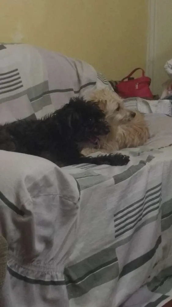 Cachorro ra a Vira lata idade 4 anos nome Negão