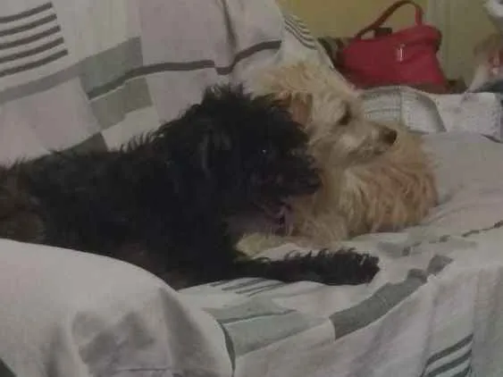 Cachorro ra a Vira lata idade 4 anos nome Negão