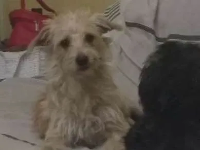 Cachorro ra a Vira lata idade 4 anos nome Negão