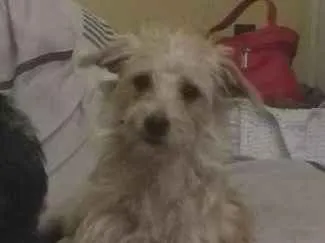 Cachorro ra a Vira lata idade 7 a 11 meses nome Princesa