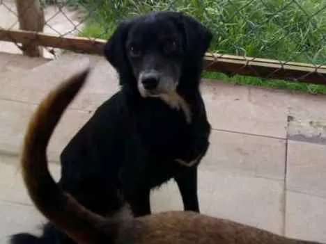 Cachorro ra a SRD idade 5 anos nome Sid