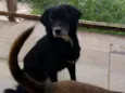Sid
