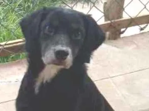 Cachorro ra a SRD idade 5 anos nome Sid