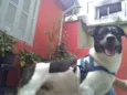 Cachorro raça Srd idade 2 anos nome Nino