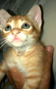 Cissa 