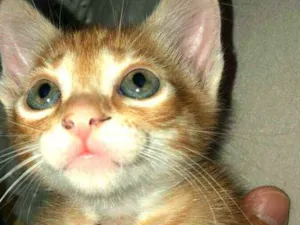 Gato raça  idade Abaixo de 2 meses nome Cissa 