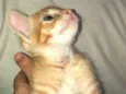 Cissa 