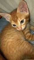 Cissa 