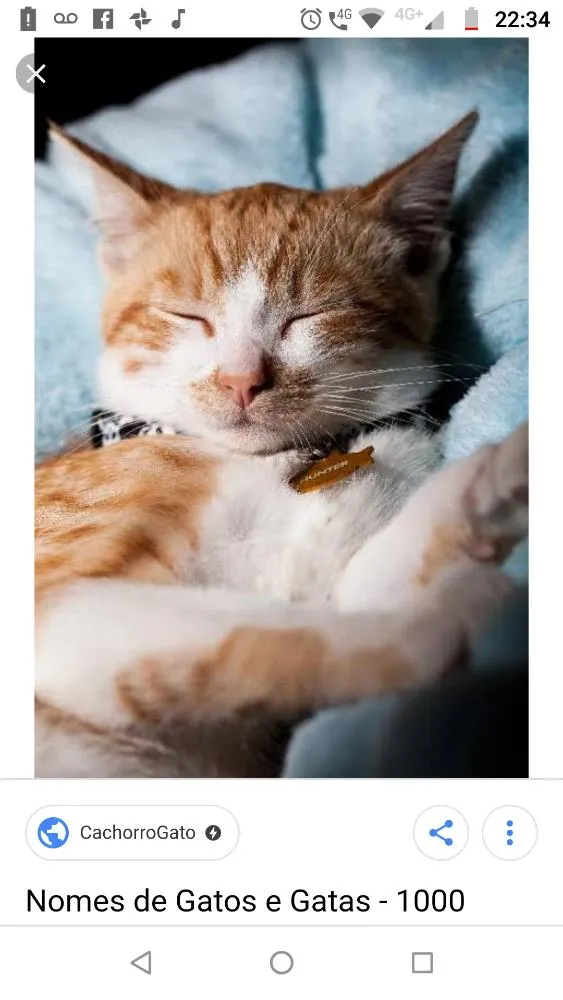 Gato ra a Srd idade 1 ano nome Miguel
