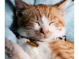 Gato raça Srd idade 1 ano nome Miguel