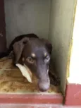 Meg