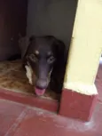 Meg