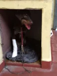 Meg