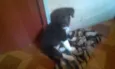 Pretinha
