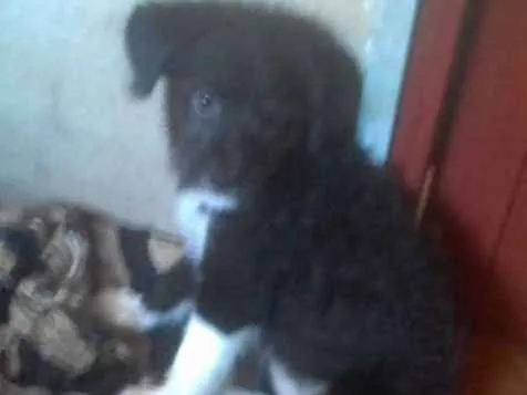 Cachorro ra a Sem raça definida idade 2 a 6 meses nome Pretinha
