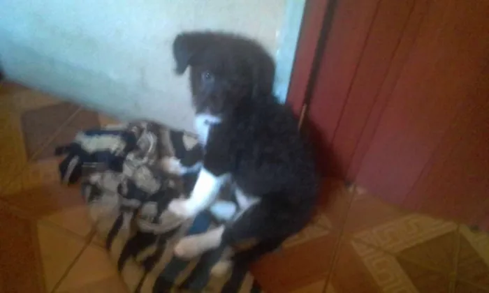 Cachorro ra a Sem raça definida idade 2 a 6 meses nome Pretinha