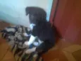 Pretinha