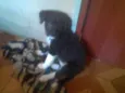 Pretinha