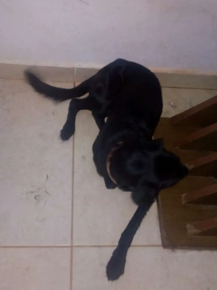 Cachorro ra a  idade 1 ano nome Taurus