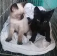 Mimi e Nino 