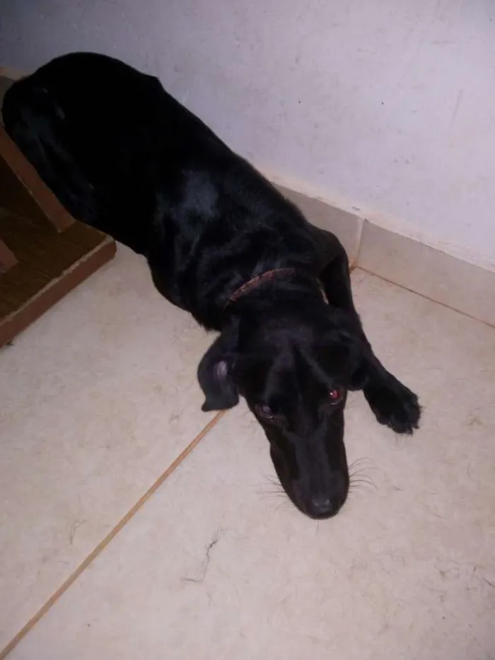 Cachorro ra a  idade 1 ano nome Taurus