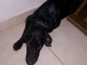 Cachorro raça  idade 1 ano nome Taurus