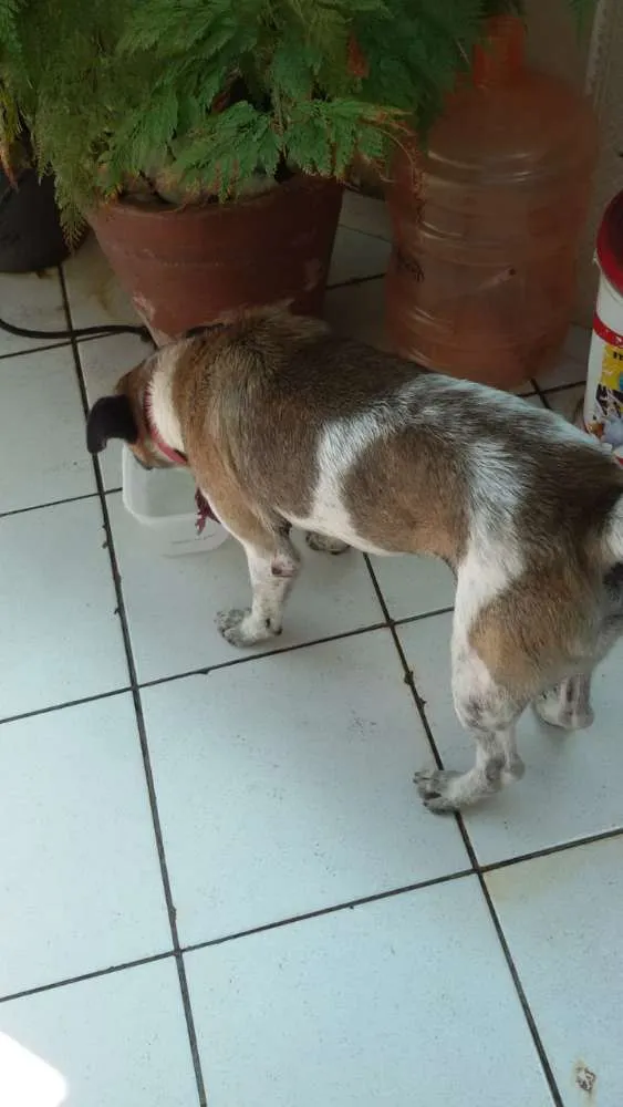 Cachorro ra a Sem definição  idade 4 anos nome Mesclado