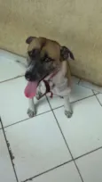 Mesclado