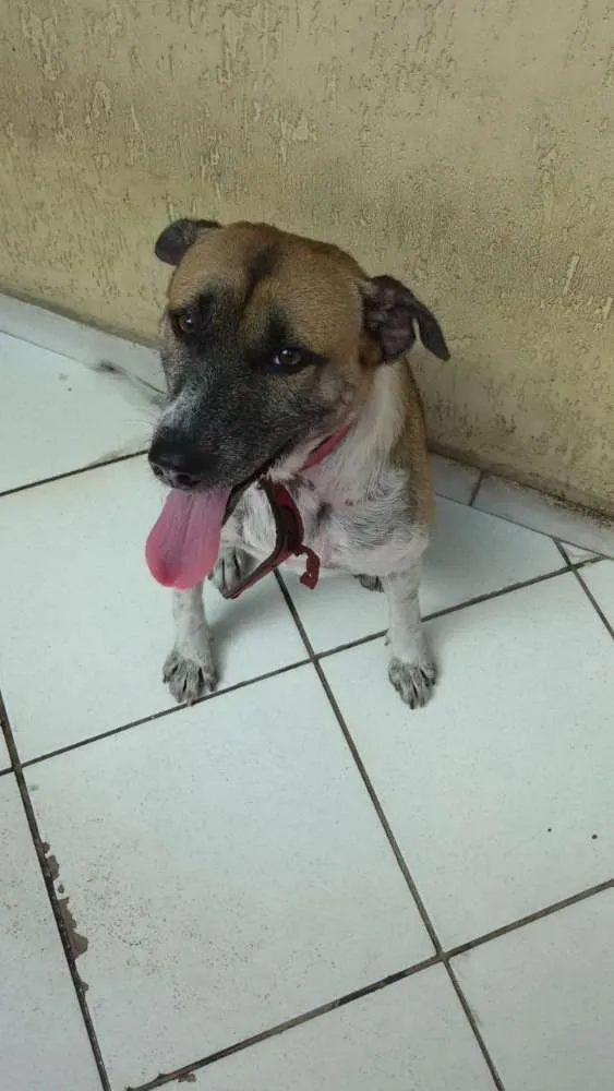 Cachorro ra a Sem definição  idade 4 anos nome Mesclado