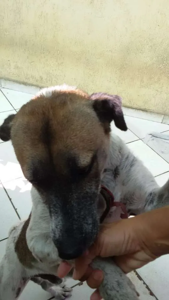 Cachorro ra a Sem definição  idade 4 anos nome Mesclado