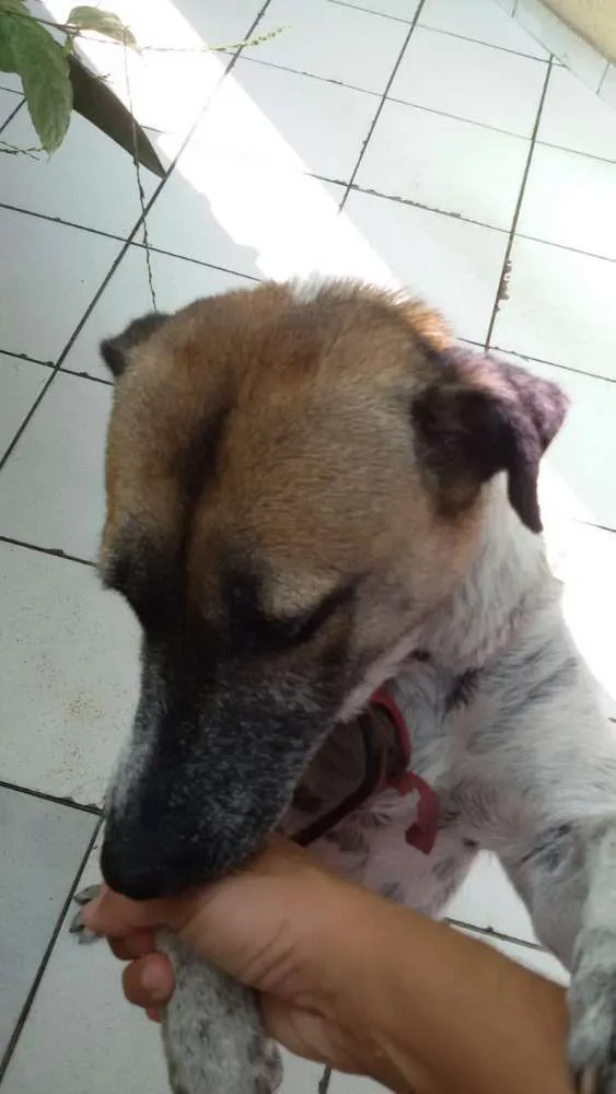 Cachorro ra a Sem definição  idade 4 anos nome Mesclado